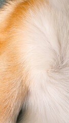 close up of corgi hair on the body on the chest and paw