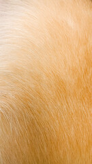 close-up of corgi hair on the body from the side