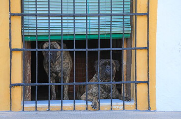 perros peligrosos guardianes de una casa seguridad detras de una ventana con rejas 4M0A8265-as24