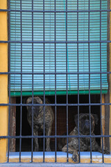 perros peligrosos guardianes de una casa seguridad detras de una ventana con rejas 4M0A8267-as24