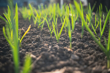 Garlic sprouts growing in rows in rich soil, illuminated by early morning light.