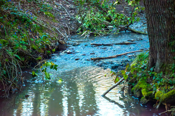 Serene Waters: A Beautiful Stream in the Forest