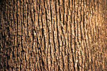 Nature's Canvas: Close-Up Details of a Tree Trunk