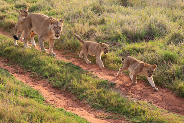 Lioness and cubs in the South Africa bushveld