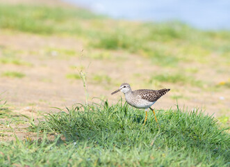 Wood sandpiper, Tringa glareola. A bird walks along the riverbank in search of prey