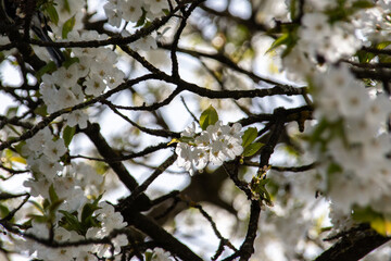 white cherry flowers on a dark background  in one of the courtyards of the city of Munich branches with cherry flowers focus on the middle ground