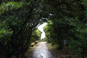 View of the footpath in the forest