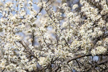 white cherry flowers on a dark background  in one of the courtyards of the city of Munich branches with cherry flowers focus on foreground - obrazy, fototapety, plakaty