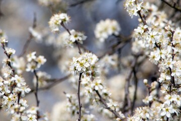 white cherry flowers on a dark background  in one of the courtyards of the city of Munich branches with cherry flowers focus on foreground