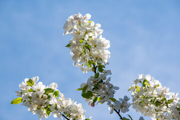 white cherry flowers on a dark background  in one of the courtyards of the city of Munich branches with cherry flowers against the blue sky - obrazy, fototapety, plakaty