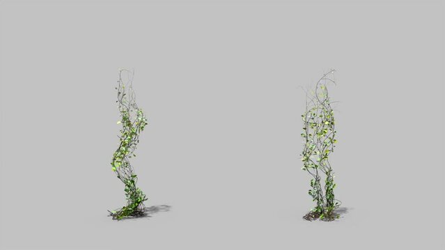 animation of walking plant grows