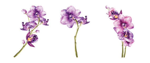 Orchids watercolor vector elements design © Sarina Darin