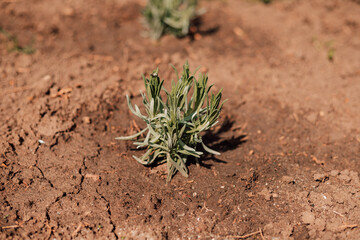 Field of young lavender. Small lavender bush in the ground