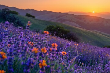 Field in the morning