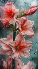 Rain scene with amaryllis flower petal plant.