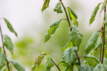 Asian apricot young leaves with raindrops forming on it. Japanese plum, Chinese plum, Korean apricot, Japanese apricot, Prunus mume