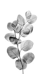 Branch with leaves in a close-up x-ray on a white background. Black and white illustration.