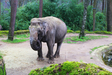 Majestic Giant,  Portrait of an Elephant.
