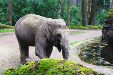 Majestic Giant,  Portrait of an Elephant.