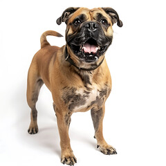 Obraz premium Studio shot of a boxer dog.