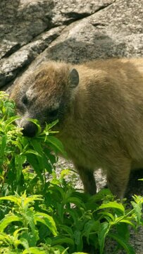 Rock hyrax eating tree leaves in Africa on vertical video.