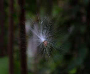 Beautiful white furry milkweed seed also known as Appooppan thadi floating in the air.