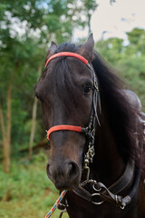 Caballo Negro con riendas y cuerdas