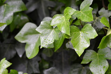 leaves of ivy in the raining day 