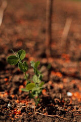 A young pea plant in the vegetable garden. Gardening - obrazy, fototapety, plakaty