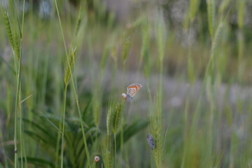 american robin in the grass