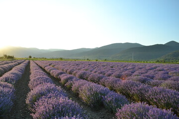 lavender field in region Bulgaria