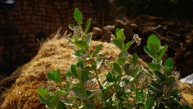 calotropis plant closeup image