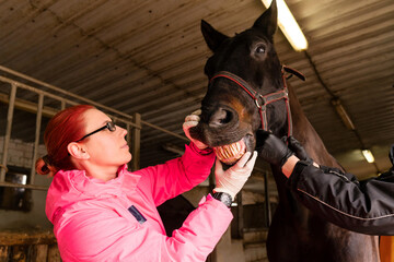 Veterinary dentist inspecting black horse's teeth