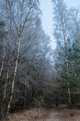 Fototapeta na wymiar This image captures the serene mood of a wintry day, where a stand of birch trees with their distinctive white bark rises alongside evergreen pines. The forest is veiled in a fine mist that dusts the
