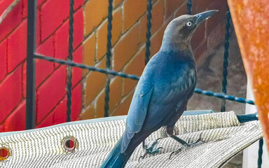 Great tailed Grackle bird on power pole cable in Mexico.