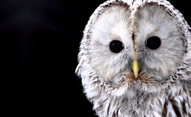 Ural owl photographed at night against a dark black background