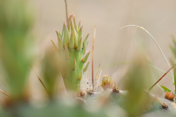 Prickly pear cactus bud on plant closeup with blurred foreground in Texas landscape.