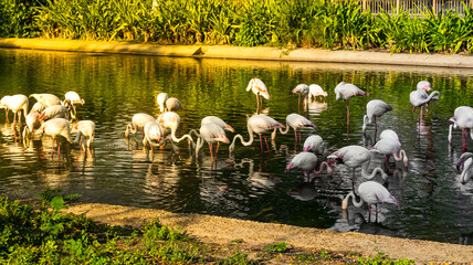 group of flamingos in the water