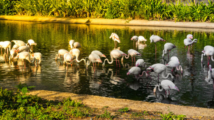 flock of flamingos in the lake