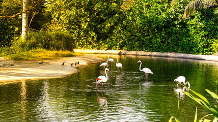 flamingo in the pond