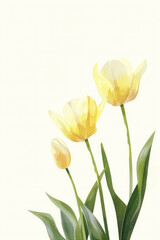 A simple, minimalistic illustration of yellow tulips with green foliage on a white background. Greeting card with spring mood