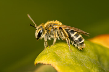 Small andrena bee resting on a leaf on an ealy spring morning