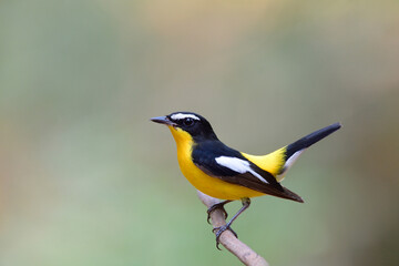 beautiful black white and yellow bird happily wagging its tail, yellow-rumped or korean flycatcher