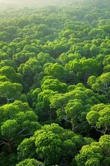 Drone captures aerial top view of co2 capturing mangrove forest for carbon neutrality concept - obrazy, fototapety, plakaty