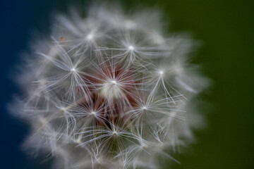 Fototapeta premium The Detail of Dandelion Umbrella