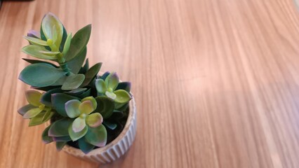Fototapeta na wymiar Portrait of synthetic mini plant decoration adorning café table