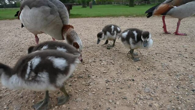 Newly hatched Goslings grazing with parents