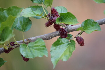 Red mulberry berry on a branch