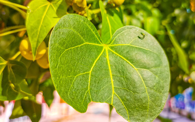 Green tropical tree with yellow flowers Playa del Carmen Mexico.