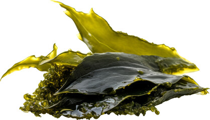 seaweed isolated on white or transparent background,transparency